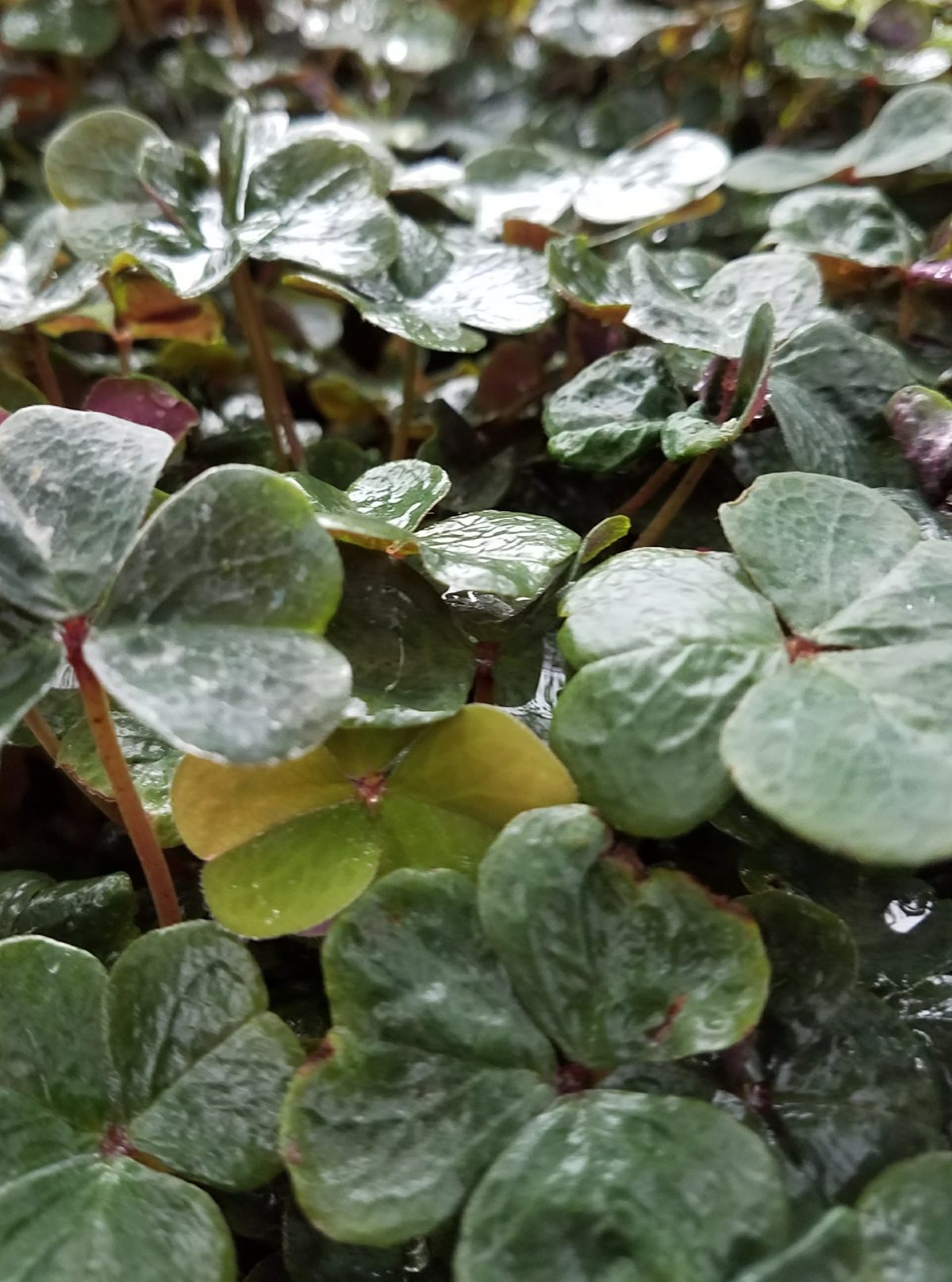 Oxalis oregana 'Klamath Ruby' | Urban Tree Farm Nursery