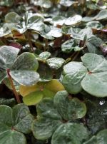 Oxalis oregana 'Klamath Ruby' - Image 2