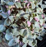 Oxalis oregana 'Smith River'