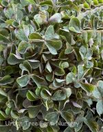 Oxalis oregana 'Smith River' - Image 2