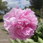 Paeonia lactiflora 'Dr. A. Fleming'