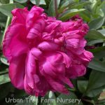 Paeonia lactiflora 'Karl Rosenfeld'