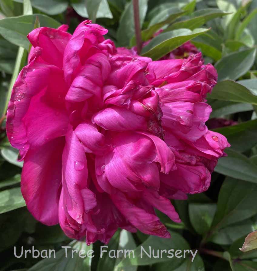 Paeonia-lactiflora-Karl-Rosenfeld-a Paeonia lactiflora 'Karl Rosenfeld' - Image 1