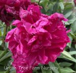 Paeonia lactiflora 'Karl Rosenfeld' - Image 2