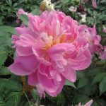 Paeonia lactiflora 'Petite Renee'