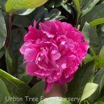 Paeonia lactiflora 'Red Sarah Bernhardt'