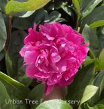Paeonia lactiflora 'Red Sarah Bernhardt'