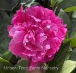 Paeonia lactiflora 'Red Sarah Bernhardt' - Image 2