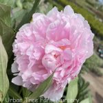 Paeonia lactiflora 'Sarah Bernhardt'