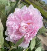 Paeonia lactiflora 'Sarah Bernhardt'