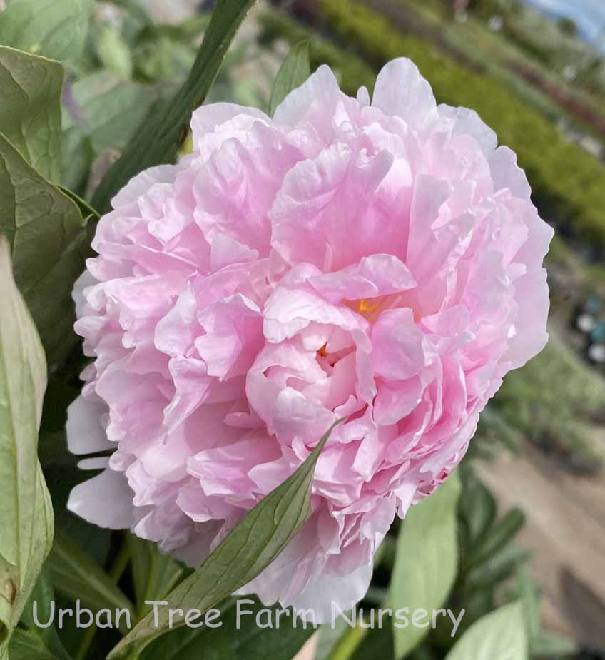 Paeonia-lactiflora-Sarah-Bernhardt-a Paeonia lactiflora 'Sarah Bernhardt' - Image 1