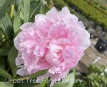 Paeonia lactiflora 'Sarah Bernhardt' - Image 2