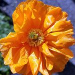 Papaver pilosum
