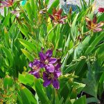 Pardancanda norrisii 'Sangria'