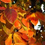 Parrotia persica 'Vanessa'