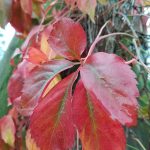Parthenocissus quinquefolia