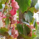 Parthenocissus tricuspidata 'Veitchii'