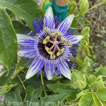 Passiflora 'Blue Horizon'