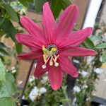 Passiflora 'Coral Glow'