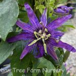 Passiflora 'Witchcraft'