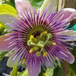 Passiflora pfordtii (alatocaerulea)