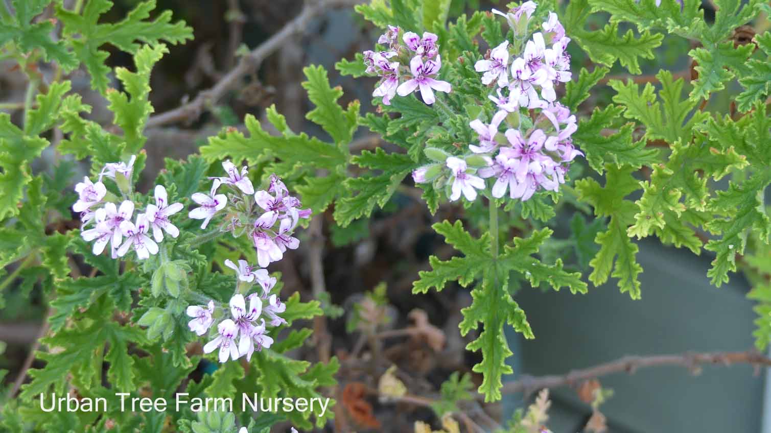 Pelargonium-citrosum Pelargonium citrosum - Image 1