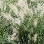 Pennisetum alopecuroides 'Hameln'