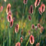 Pennisetum alopecuroides 'Little Bunny'