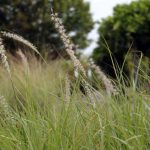 Pennisetum orientale 'Tall Tails'