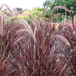 Pennisetum setaceum 'Rubrum Dwarf'