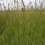 Pennisetum spathiolatum