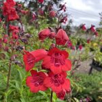 Penstemon 'Cha Cha Cherry'