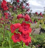 Penstemon 'Cha Cha Cherry'