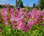 Penstemon 'Cha Cha Pink'