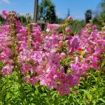 Penstemon 'Cha Cha Pink'