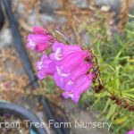 Penstemon 'Glitterbelle'
