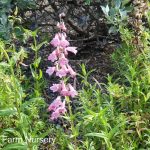 Penstemon barbatus