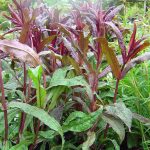 Penstemon digitalis 'Huskers Red'