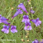 Penstemon heterophyllus 'Blue Springs'