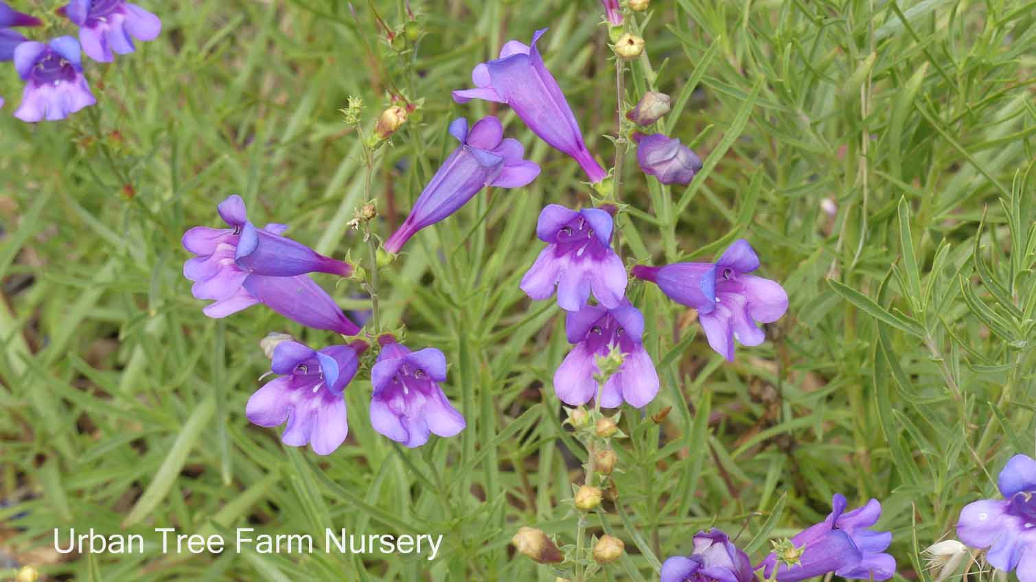 Penstemon-heterophyllus-Blue-Springs-a Penstemon heterophyllus 'Blue Springs' - Image 1