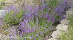 Penstemon heterophyllus 'Blue Springs' - Image 2