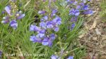 Penstemon heterophyllus 'Blue Springs' - Image 3