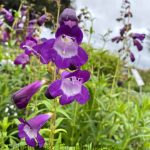 Penstemon x gloxinioides 'Belle of Dawn'