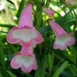 Penstemon x grandiflorus 'Apple Blossom'