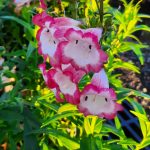 Penstemon x grandiflorus 'Bev Jensen'