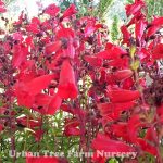 Penstemon x grandiflorus 'Firebird'
