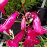 Penstemon x grandiflorus 'Garnet'