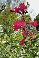 Penstemon x grandiflorus 'Garnet' - Image 2