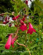 Penstemon x grandiflorus 'Garnet' - Image 3