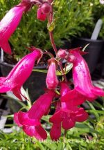 Penstemon x grandiflorus 'Garnet' - Image 4